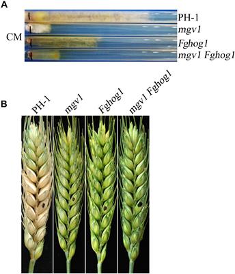 Deletion of FgHOG1 Is Suppressive to the mgv1 Mutant by Stimulating Gpmk1 Activation and Avoiding Intracellular Turgor Elevation in Fusarium graminearum